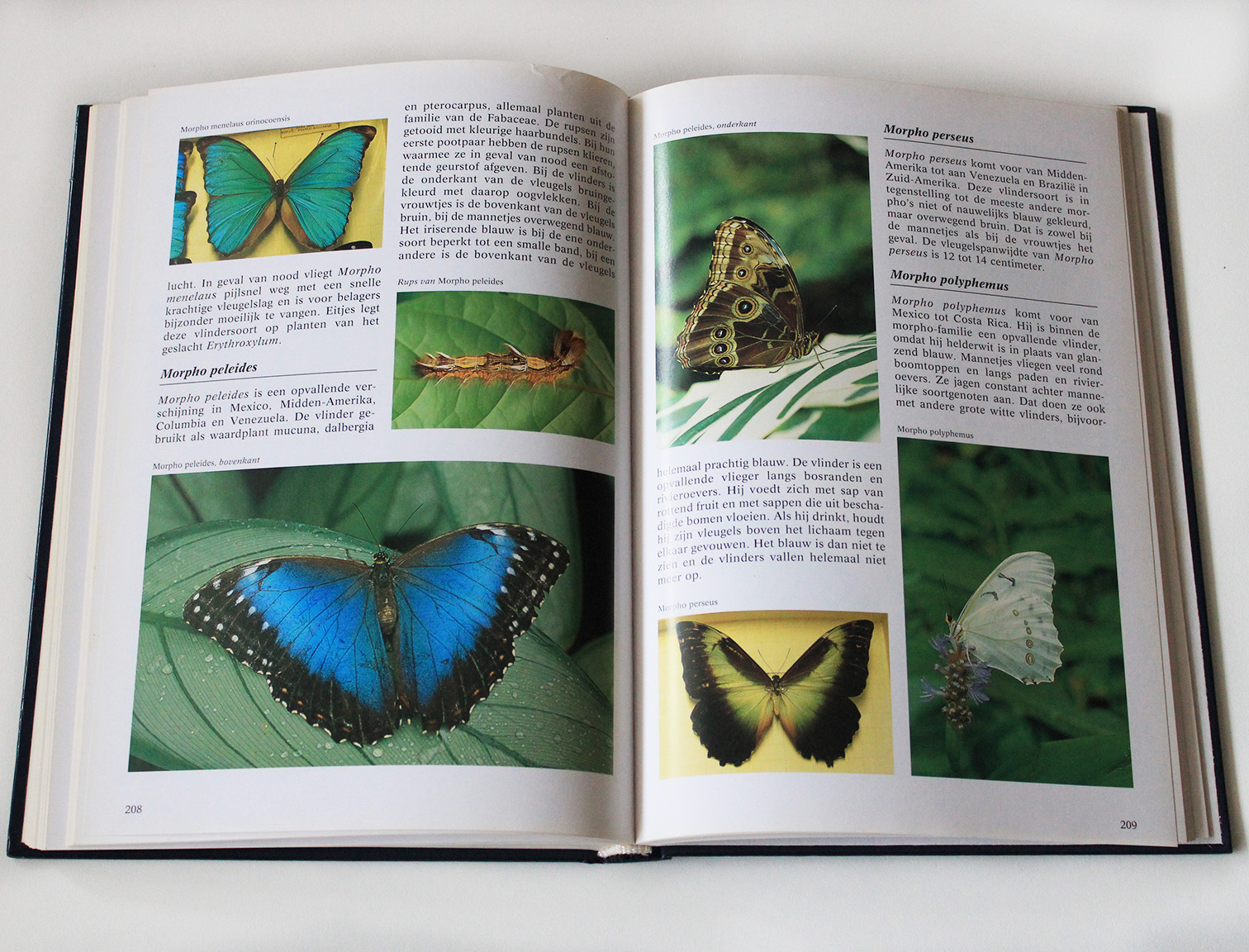 vlinder encyclopedie1
